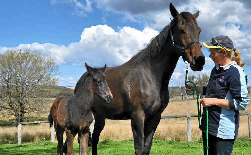 Vicki Brennan attends to Taiaroa and her new foal. Vicki Brennan attends to Taiaroa and her new foal.
